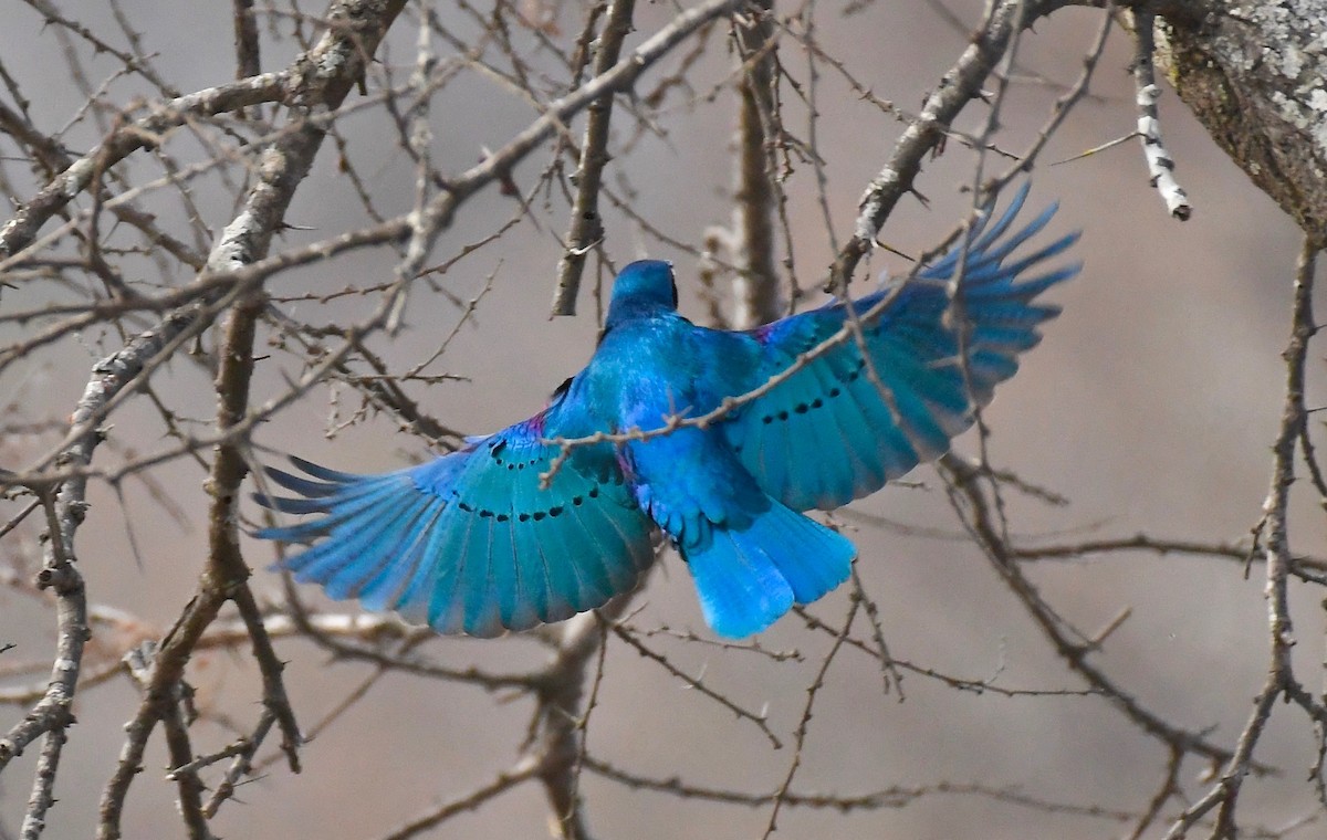 Greater Blue-eared Starling - Theresa Bucher