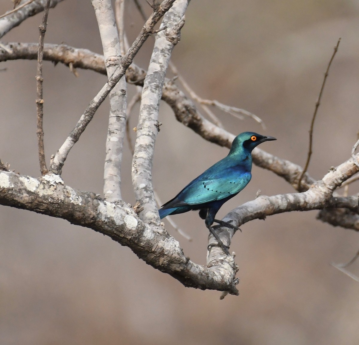 Greater Blue-eared Starling - Theresa Bucher