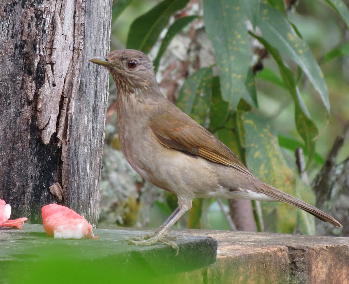 Pale-breasted Thrush - ML205414661