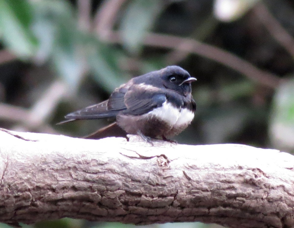 White-banded Swallow - ML205414691