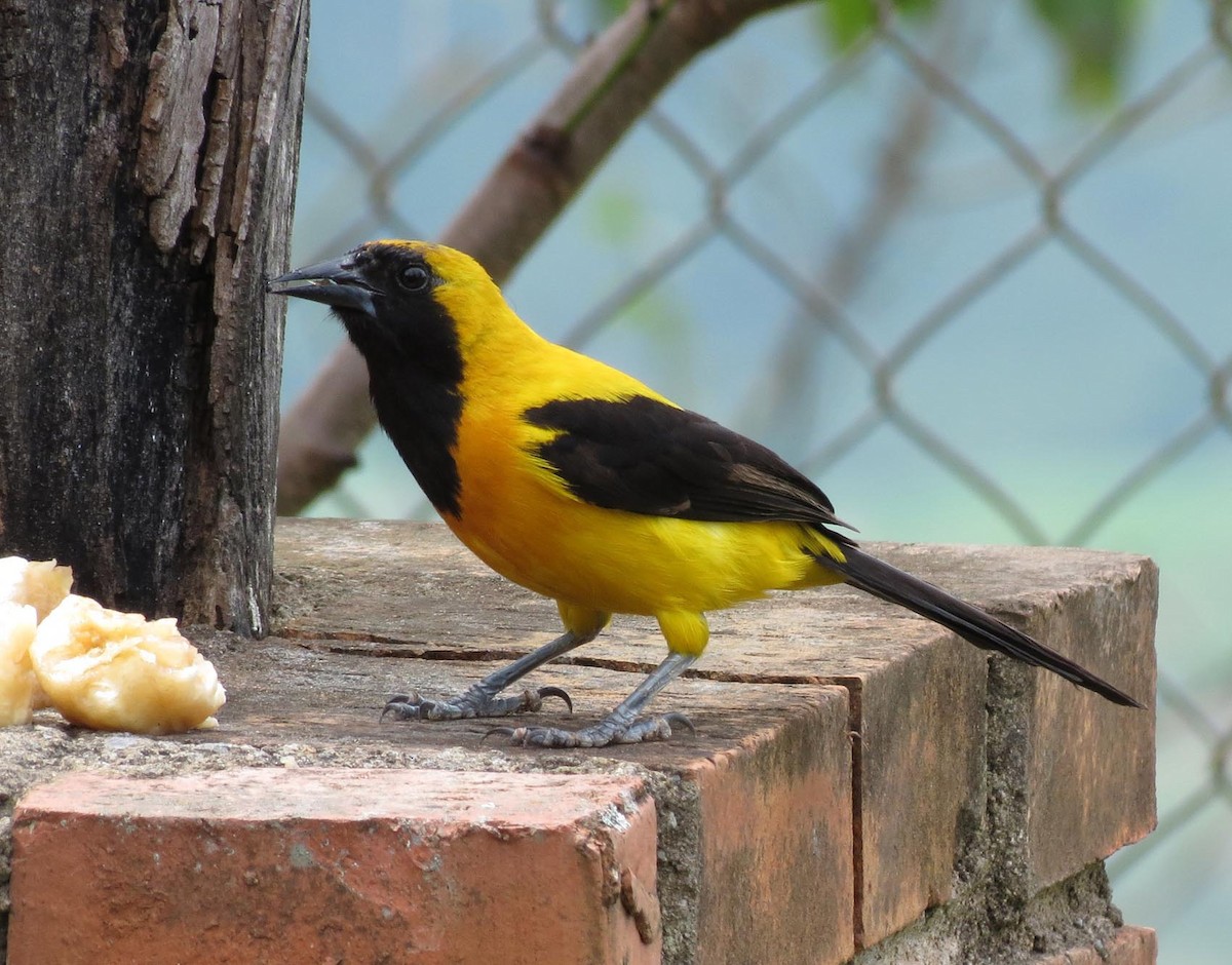 Yellow-backed Oriole - Gustavo A. Rodriguez