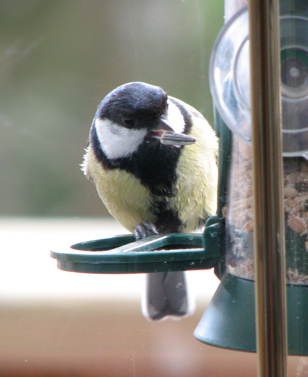 Great Tit (Great) - Gustavo A. Rodriguez