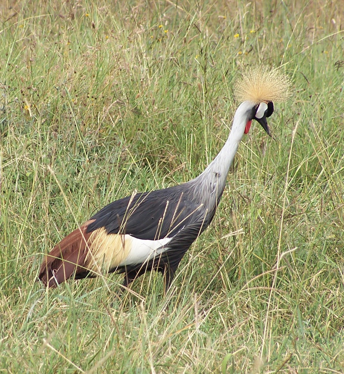 Gray Crowned-Crane - Gustavo A. Rodriguez