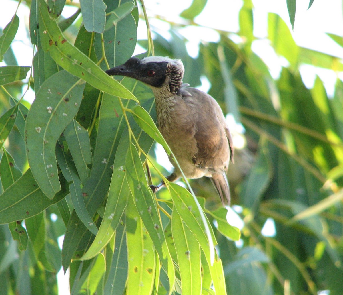 Silver-crowned Friarbird - ML205414991