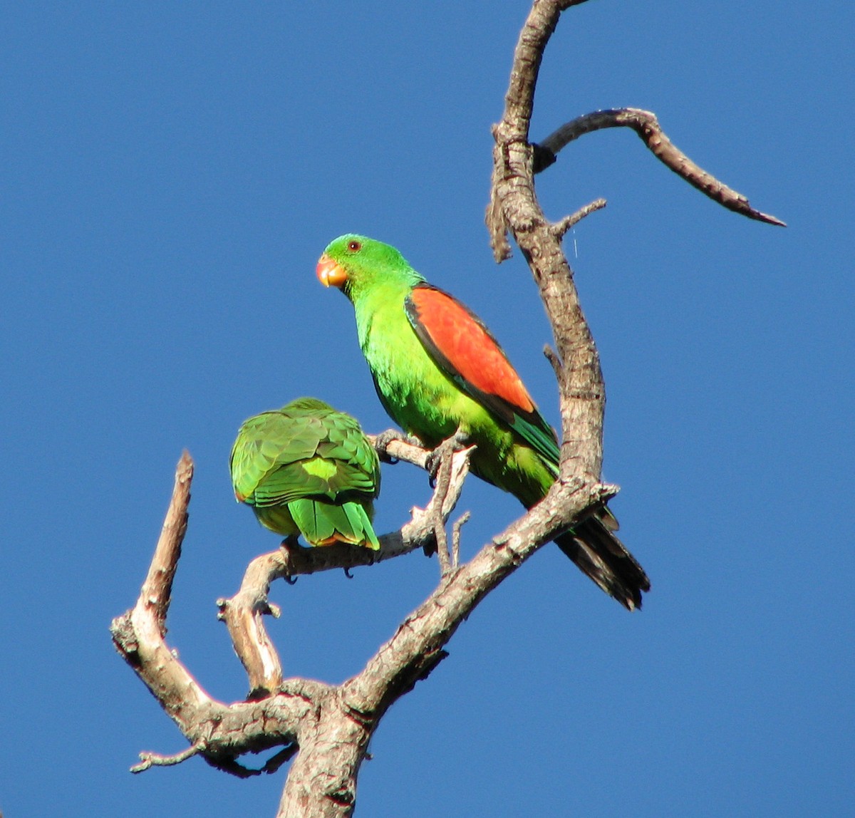 Red-winged Parrot - ML205415081