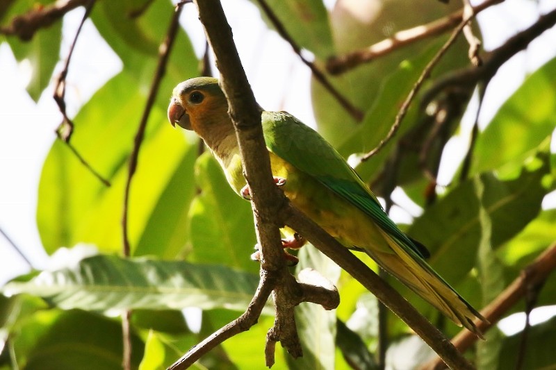 Brown-throated Parakeet (Brown-throated) - Margareta Wieser