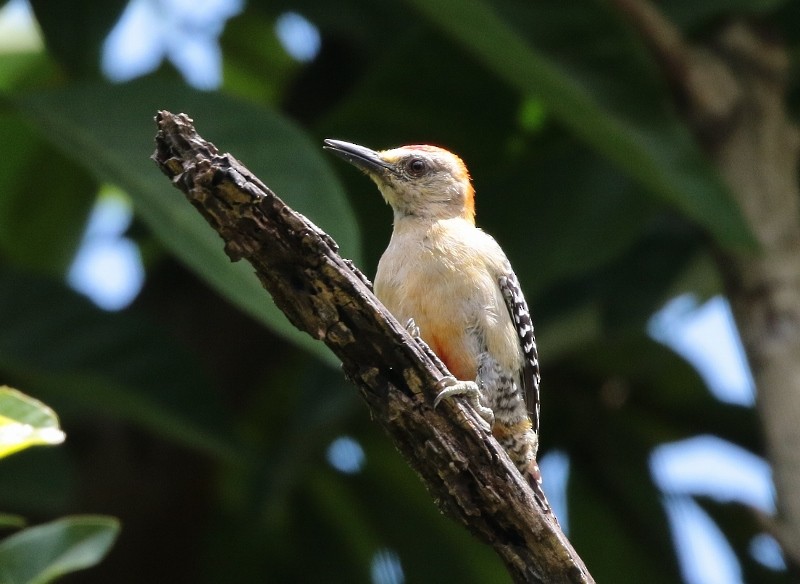 Red-crowned Woodpecker - ML205415201