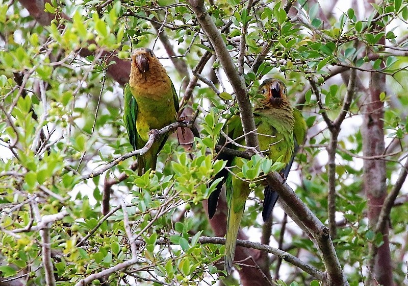 Brown-throated Parakeet (Brown-throated) - Margareta Wieser