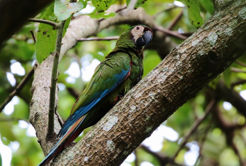 Chestnut-fronted Macaw - ML205415731