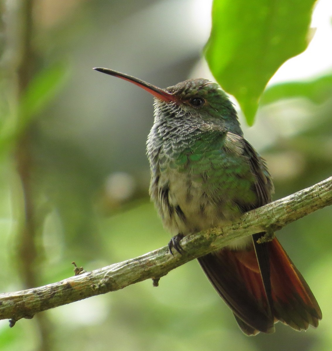Rufous-tailed Hummingbird - ML205415881