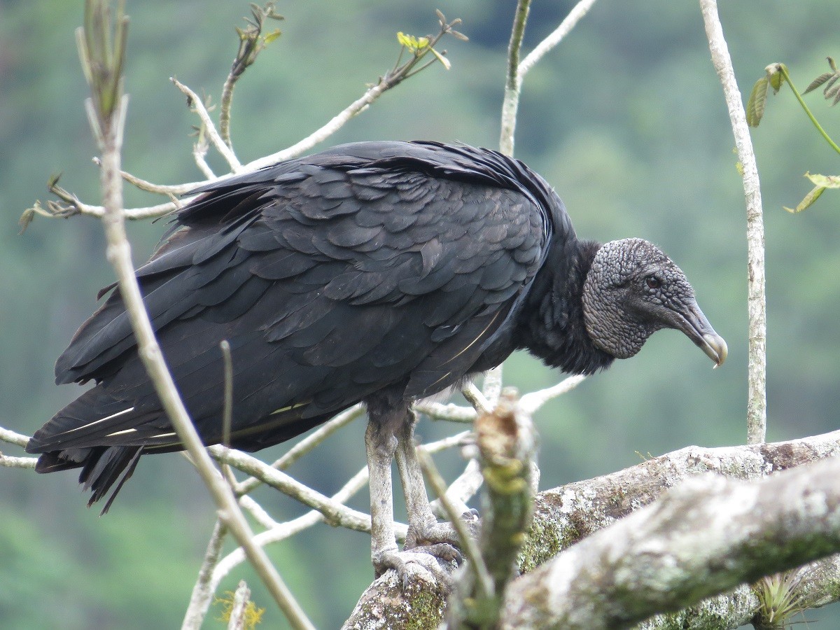 Black Vulture - Róger Rodríguez Bravo