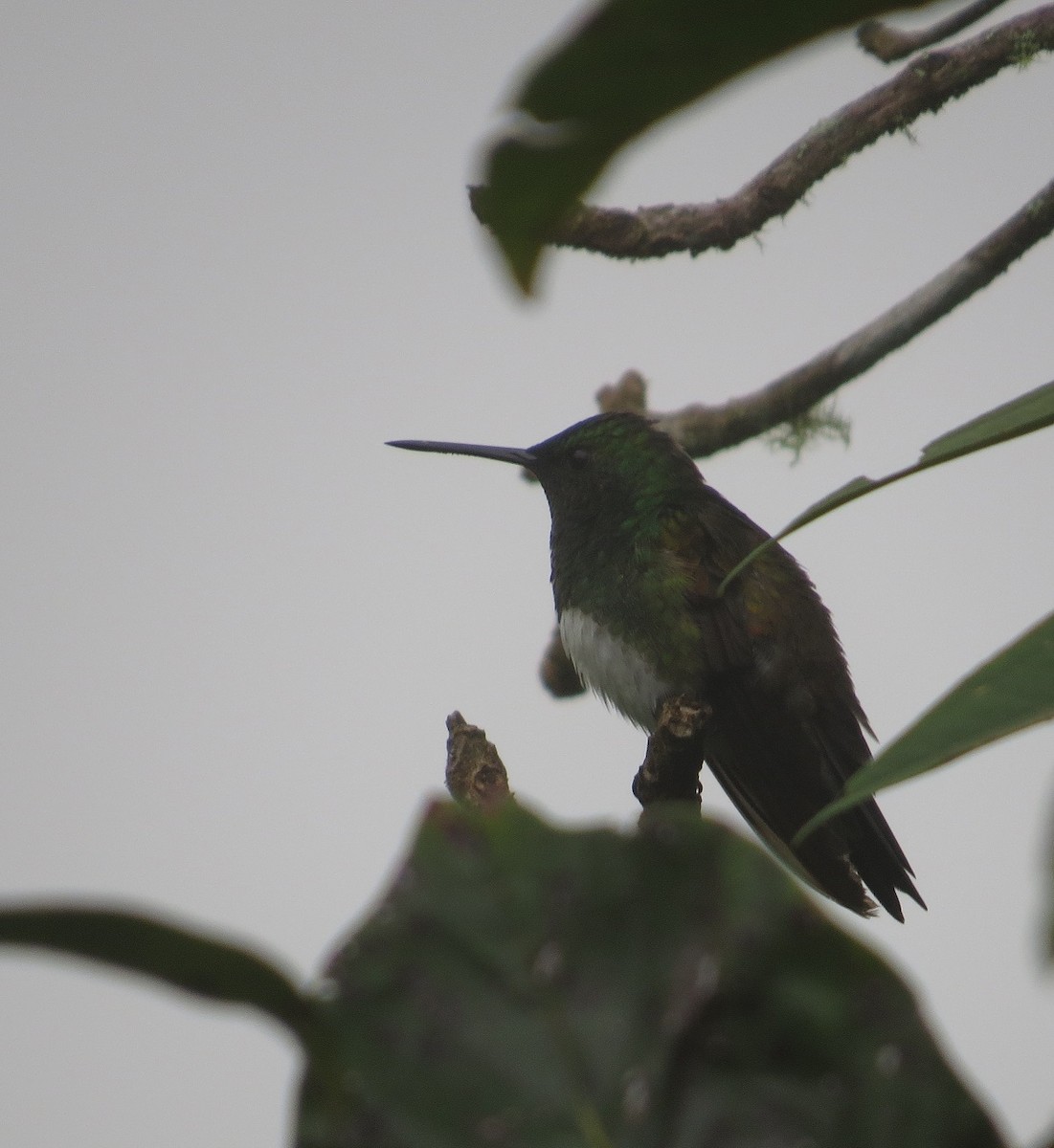Snowy-bellied Hummingbird - Róger Rodríguez Bravo