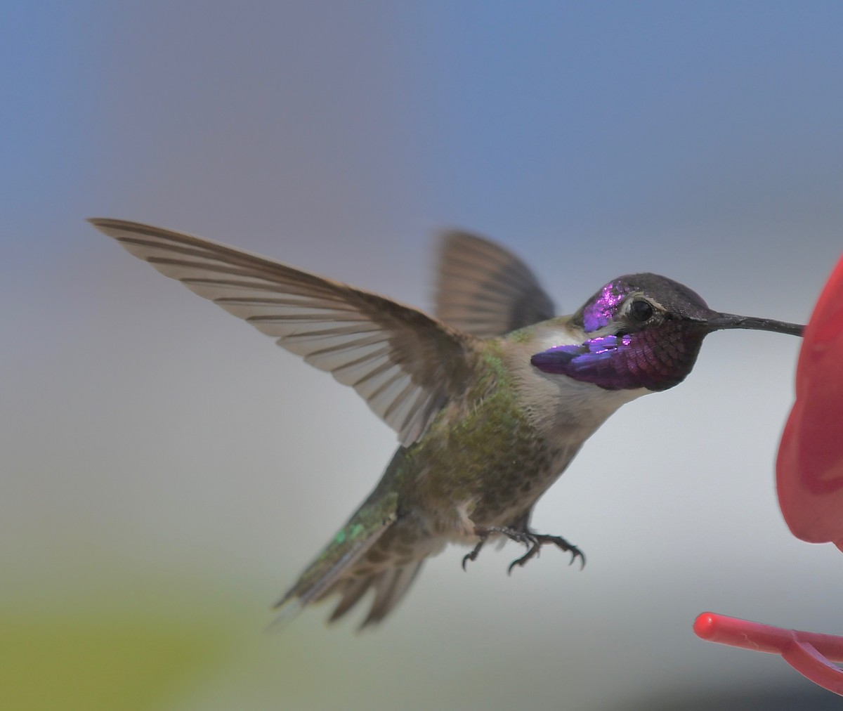 Costa's Hummingbird - Theresa Bucher
