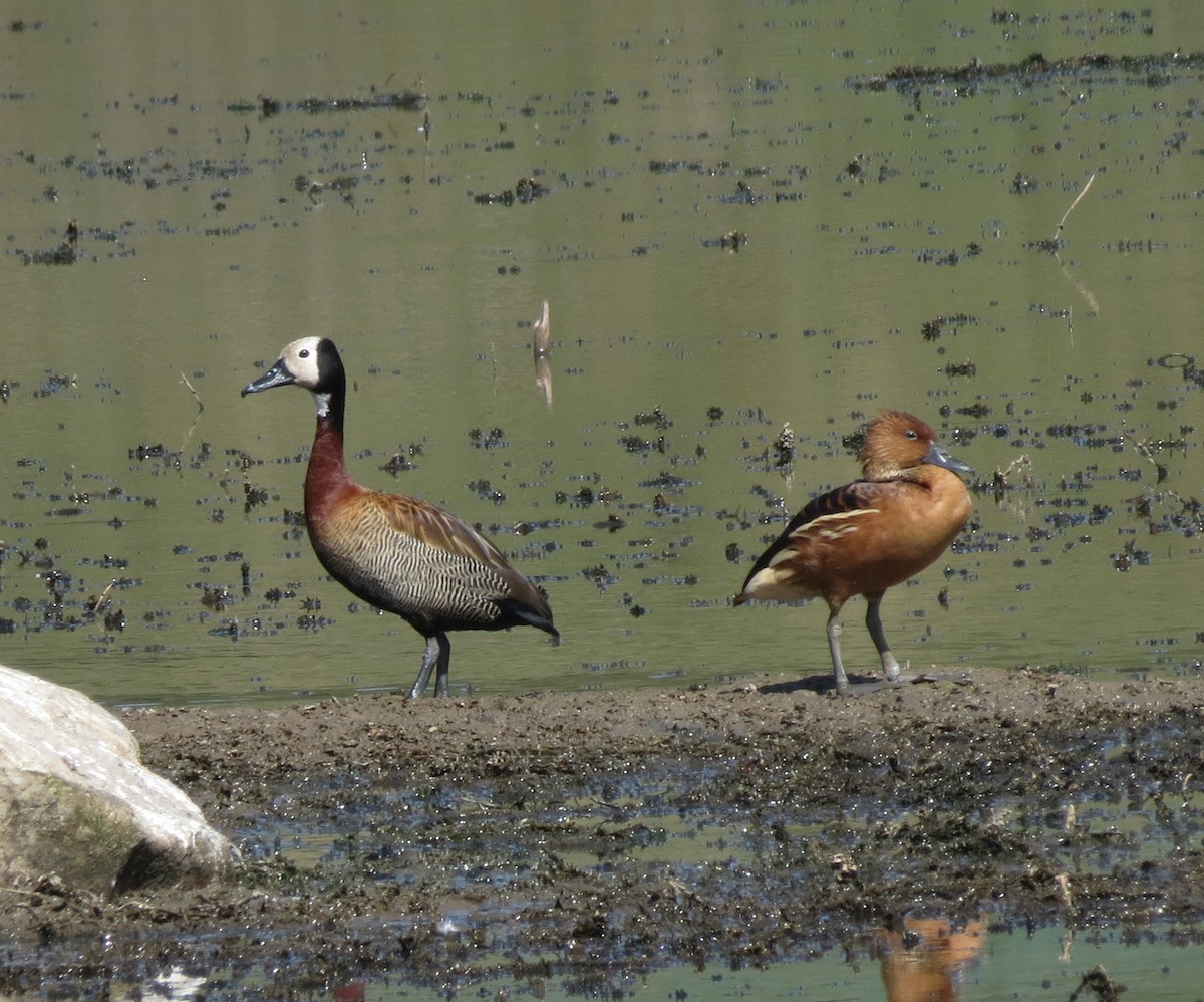 Fulvous Whistling-Duck - Gustavo A. Rodriguez