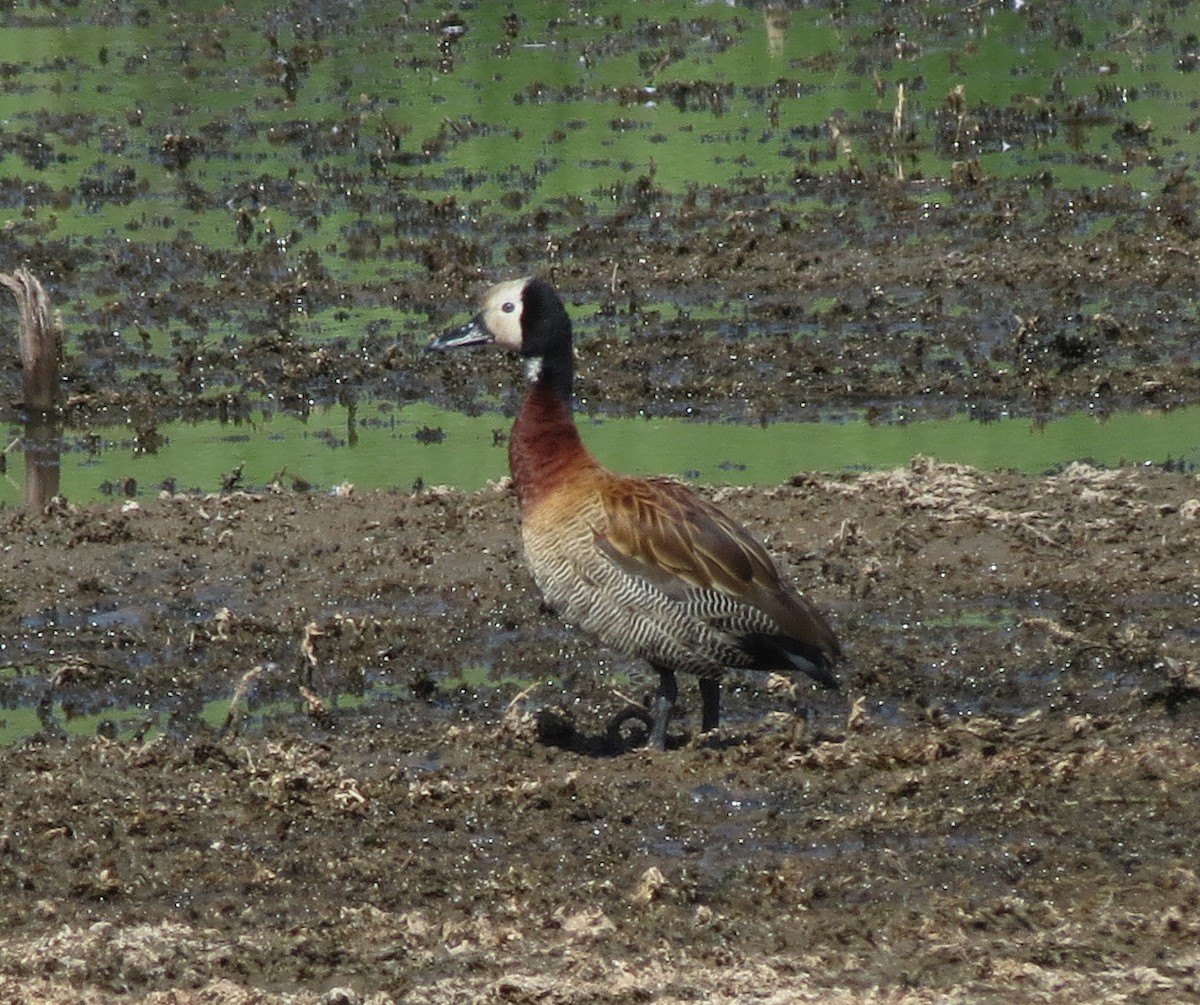 White-faced Whistling-Duck - Gustavo A. Rodriguez