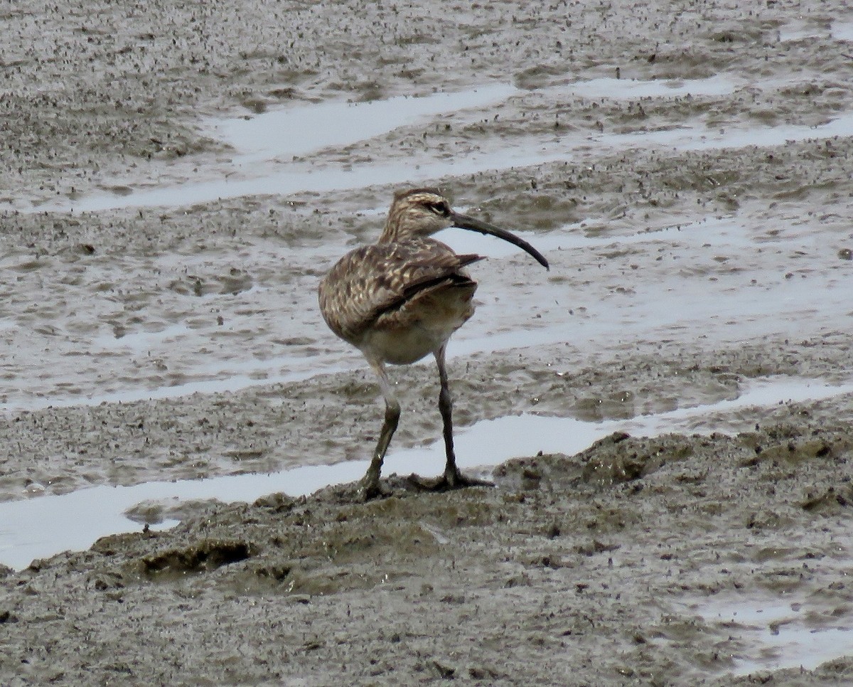 Whimbrel - Gustavo A. Rodriguez
