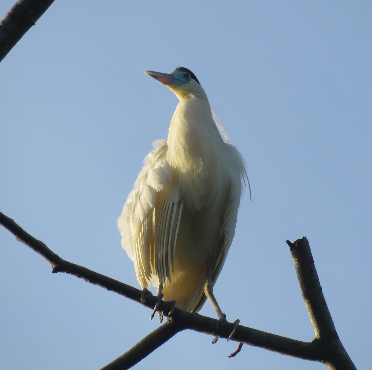 Capped Heron - Gustavo A. Rodriguez