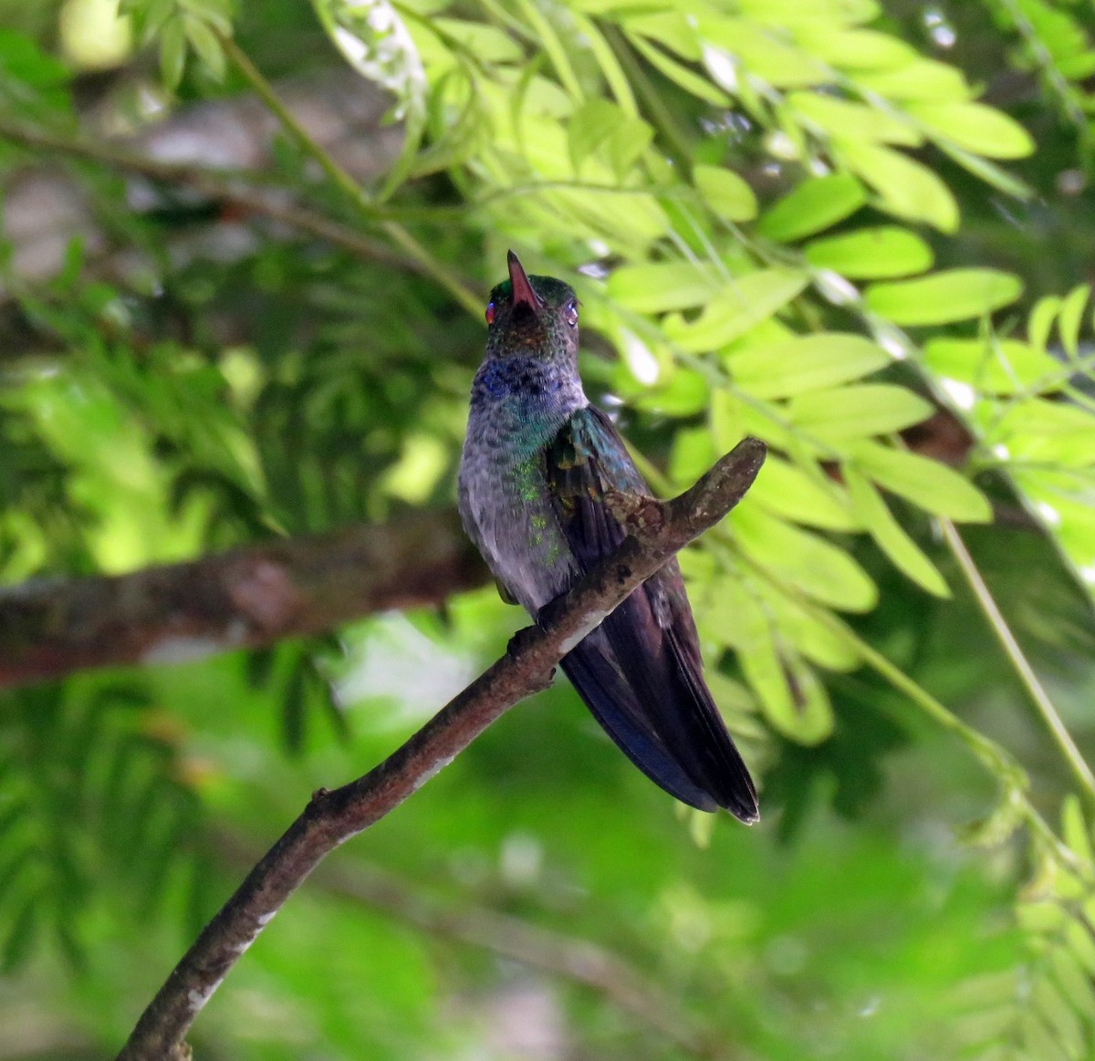 Blue-chested Hummingbird - Gustavo A. Rodriguez