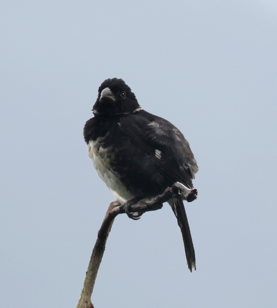 Variable Seedeater (Variable) - Gustavo A. Rodriguez