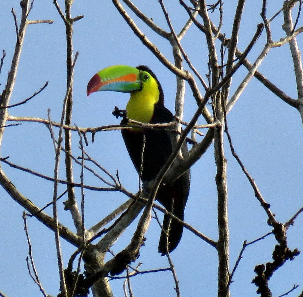 Keel-billed Toucan - Gustavo A. Rodriguez