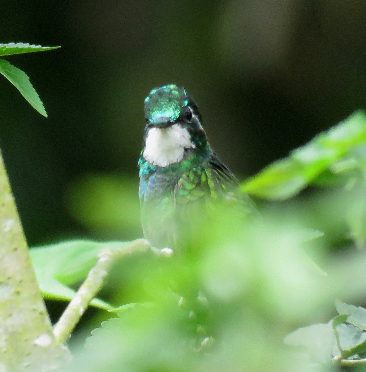 White-throated Mountain-gem (Blue-tailed) - Gustavo A. Rodriguez