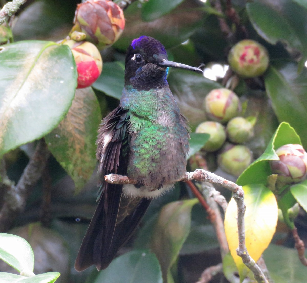 Talamanca Hummingbird - Gustavo A. Rodriguez