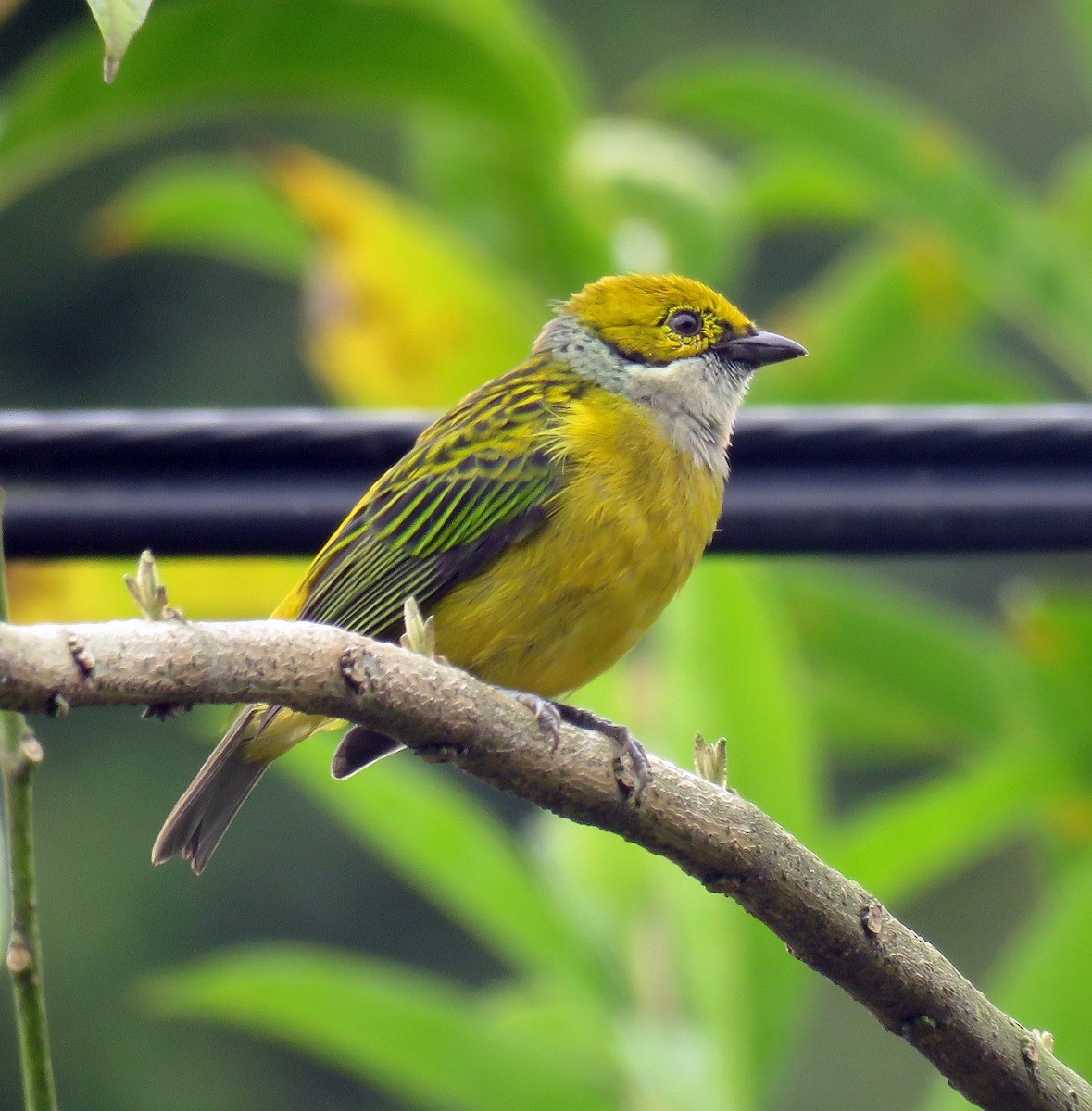 Silver-throated Tanager - Gustavo A. Rodriguez
