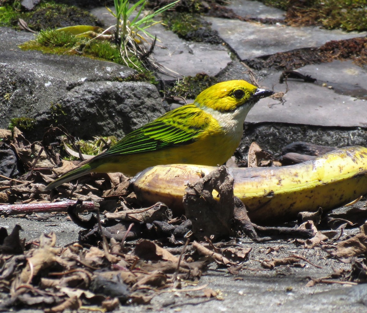 Silver-throated Tanager - Gustavo A. Rodriguez