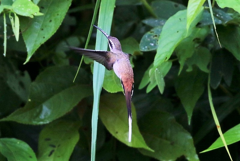 Sooty-capped Hermit - ML205417721