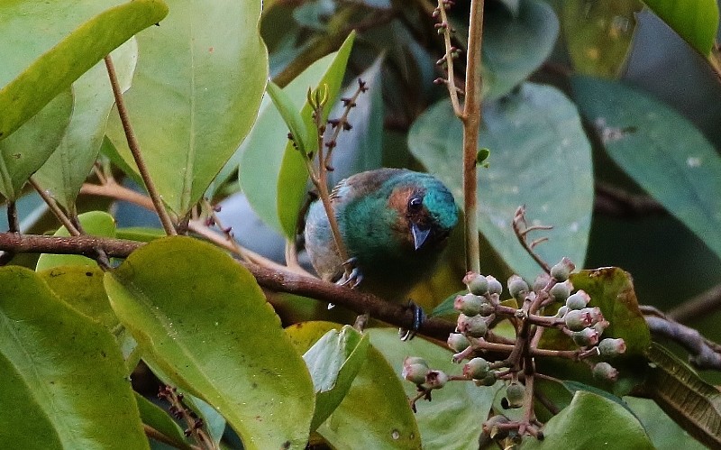 Rufous-cheeked Tanager - ML205417771