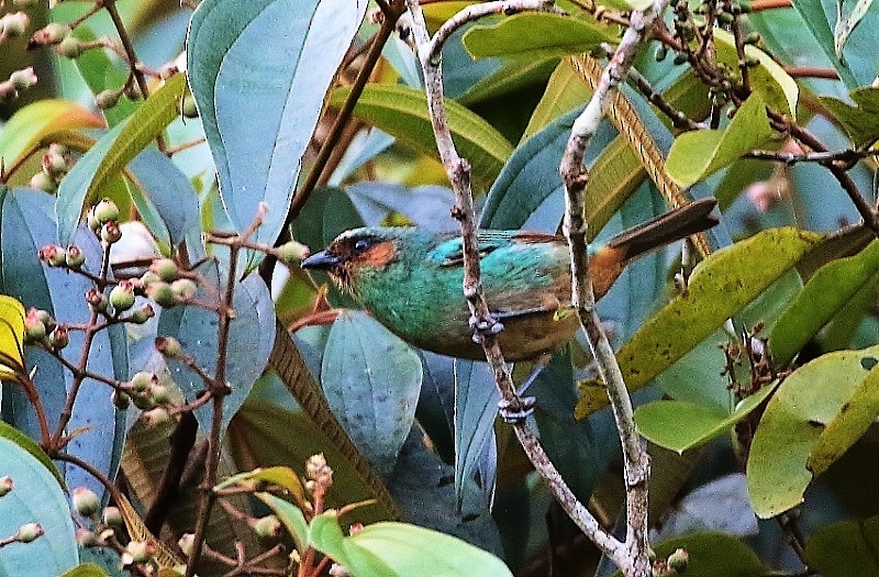 Rufous-cheeked Tanager - ML205417781