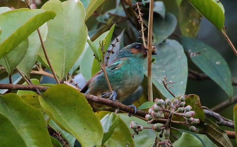 Rufous-cheeked Tanager - ML205417791