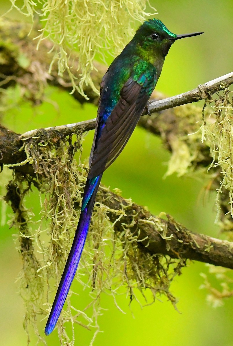 Violet-tailed Sylph - Theresa Bucher