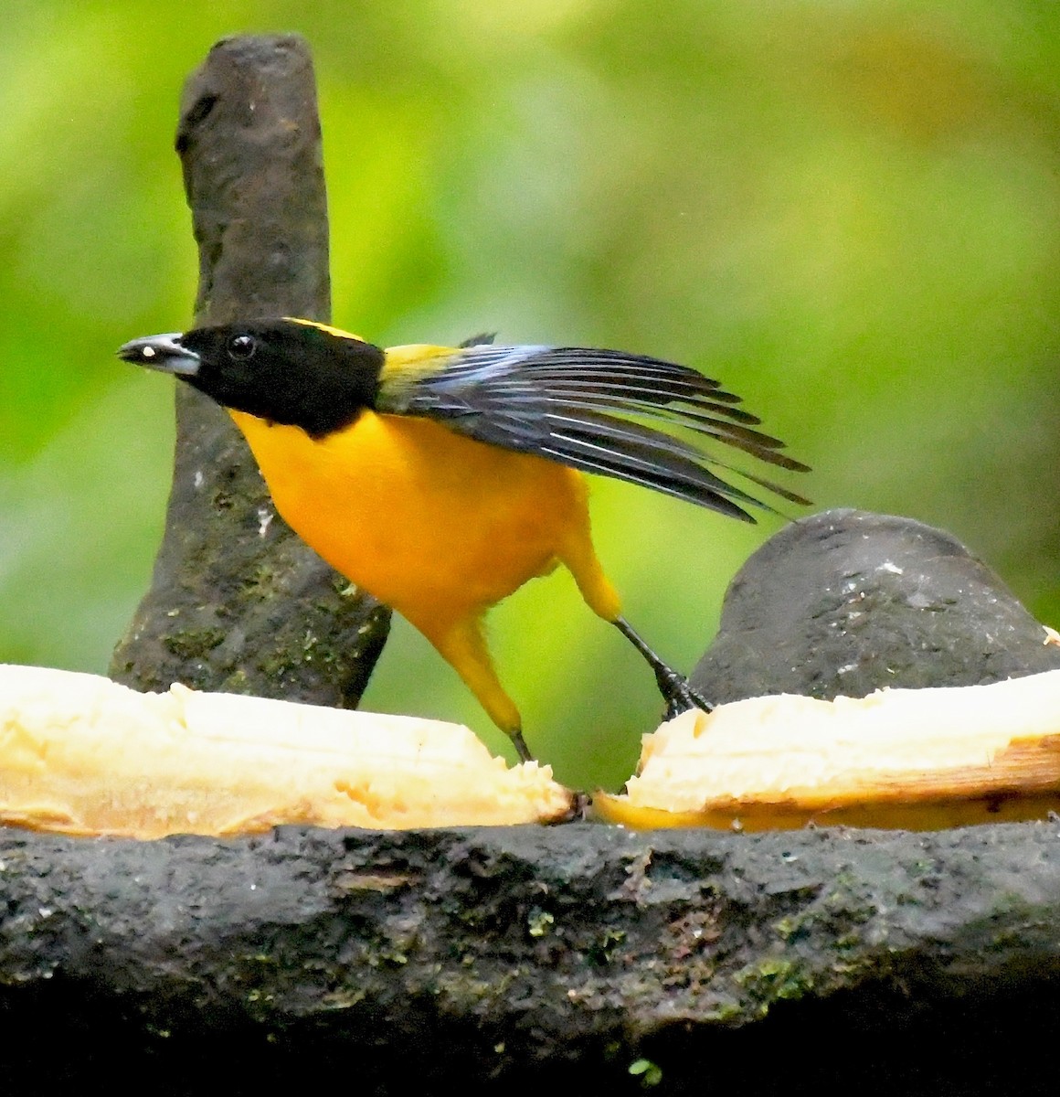 Black-chinned Mountain Tanager - Theresa Bucher
