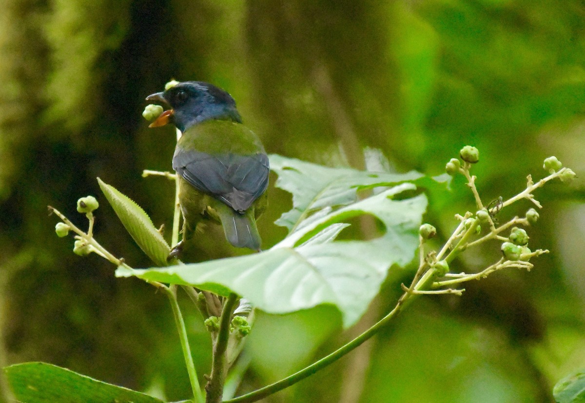 Moss-backed Tanager - Theresa Bucher