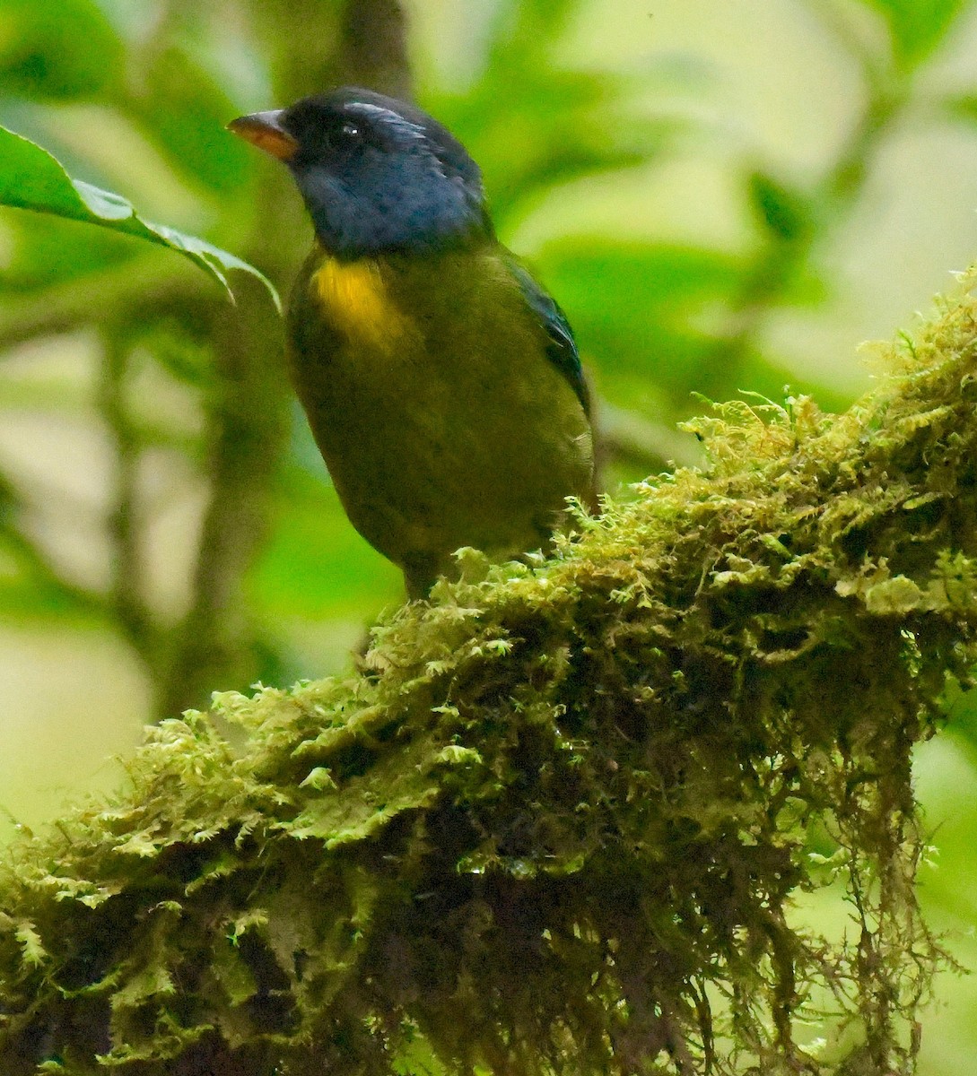 Moss-backed Tanager - Theresa Bucher
