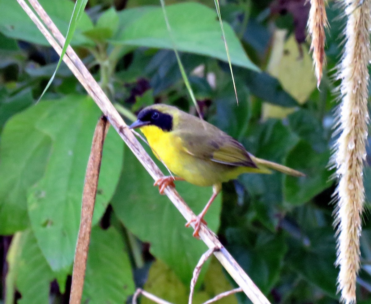 Olive-crowned Yellowthroat (Olive-crowned) - Gustavo A. Rodriguez