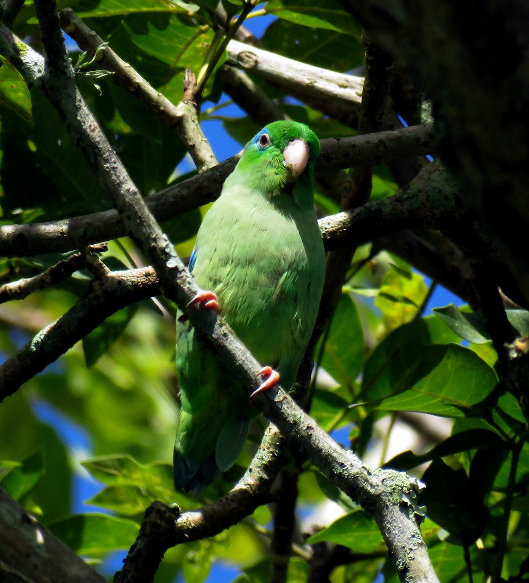 Spectacled Parrotlet - Gustavo A. Rodriguez