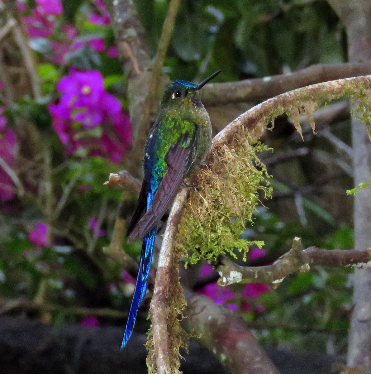 Violet-tailed Sylph - Gustavo A. Rodriguez