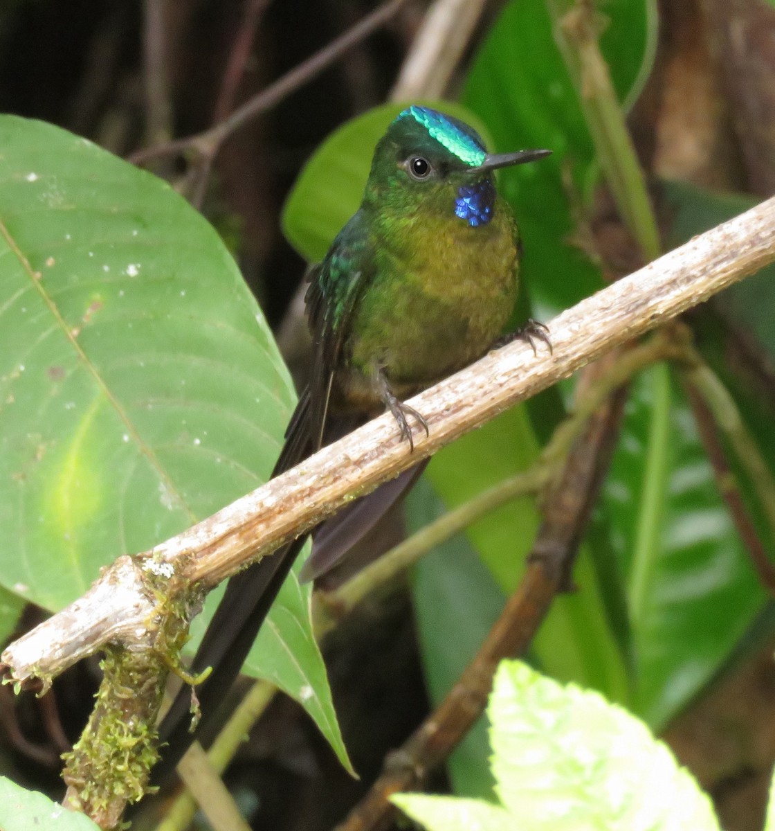 Violet-tailed Sylph - ML205419891