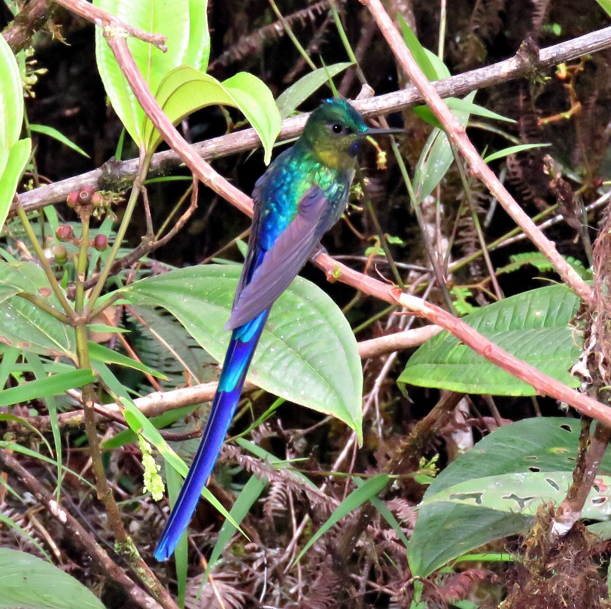 Violet-tailed Sylph - ML205419901