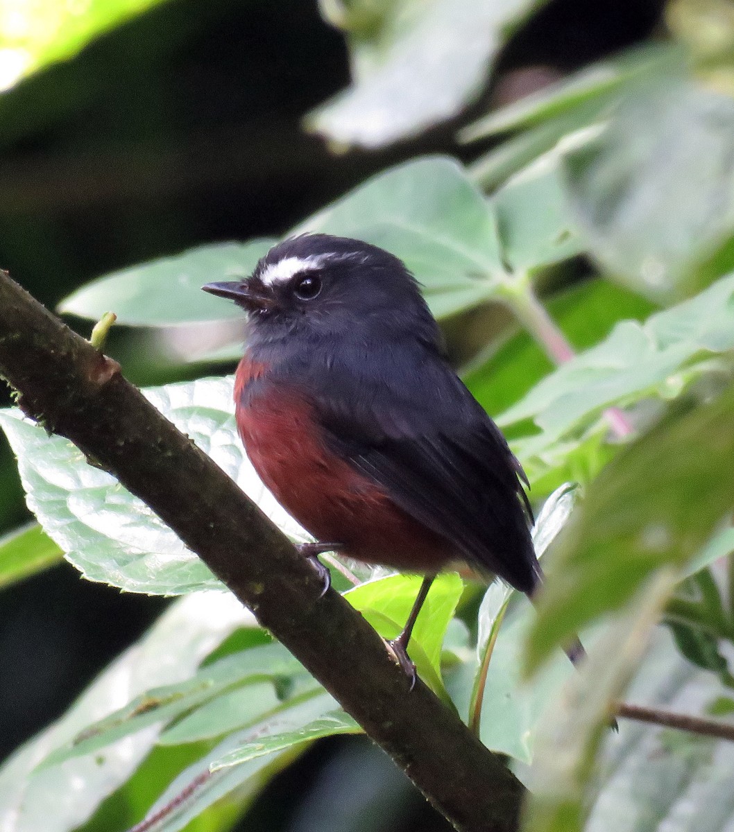 Chestnut-bellied Chat-Tyrant - Gustavo A. Rodriguez