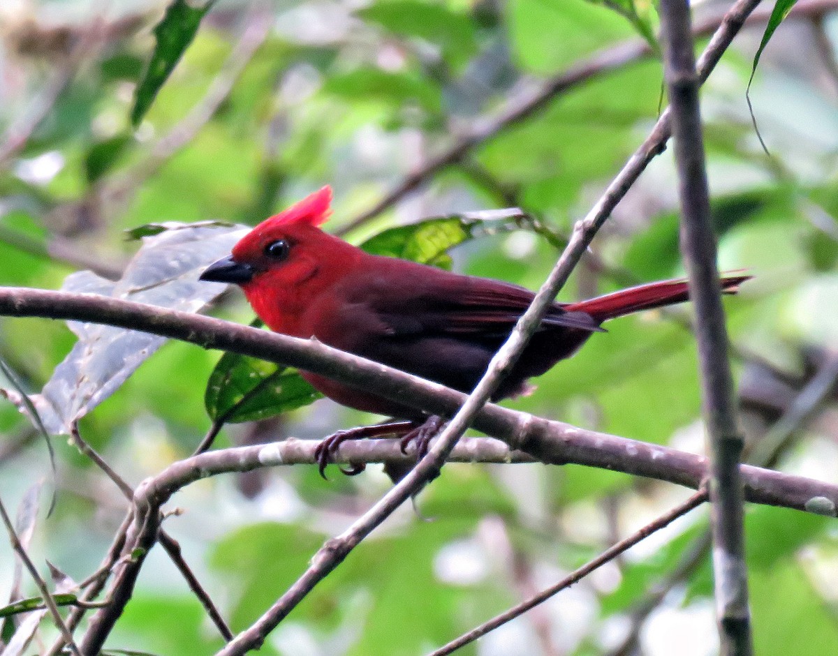 Crested Ant-Tanager - Gustavo A. Rodriguez