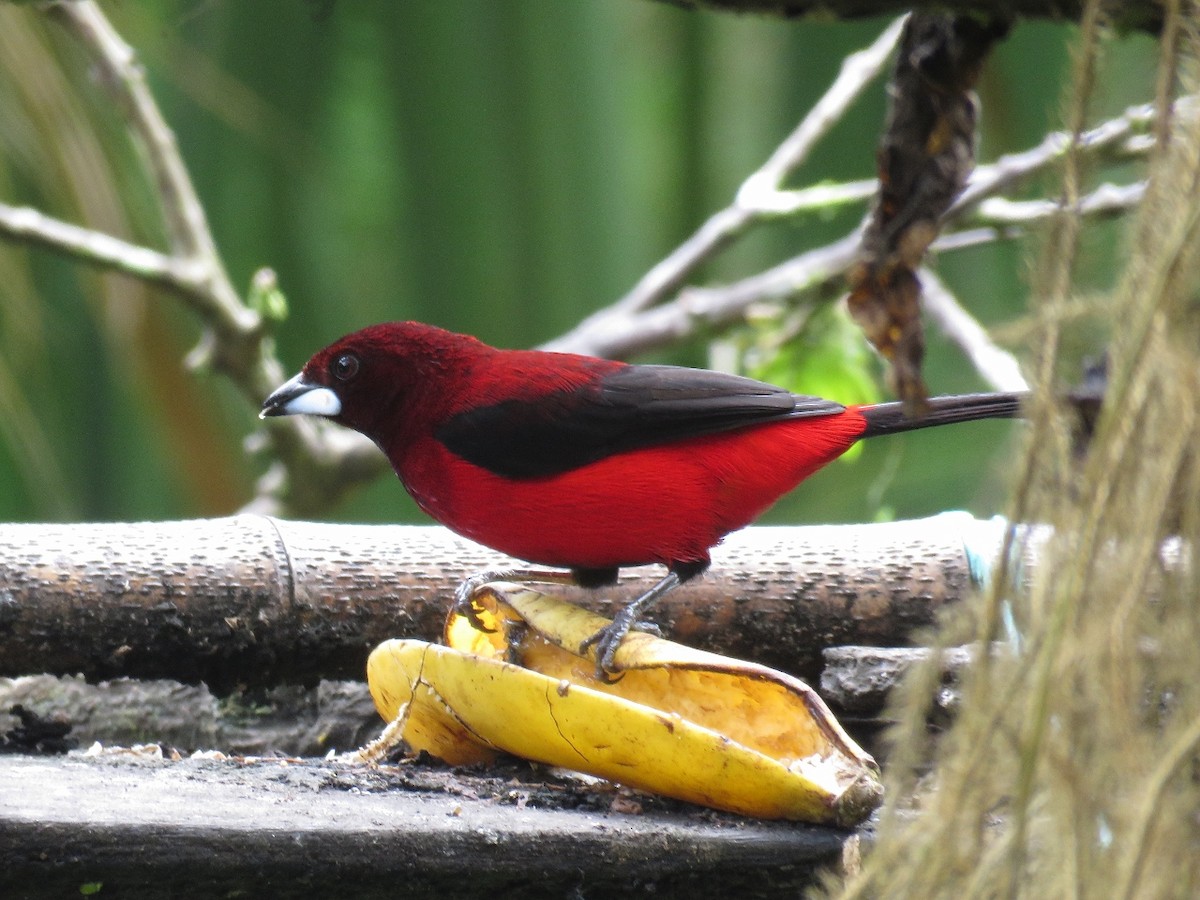 Crimson-backed Tanager - Gustavo A. Rodriguez