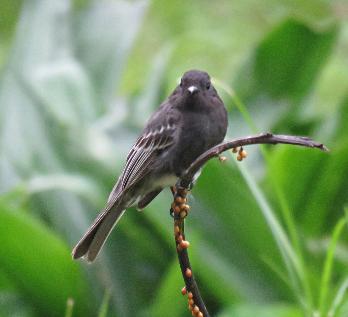 Black Phoebe (White-winged) - ML205420021