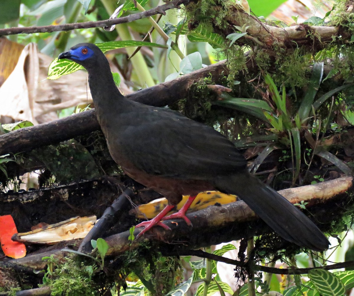 Sickle-winged Guan - Gustavo A. Rodriguez