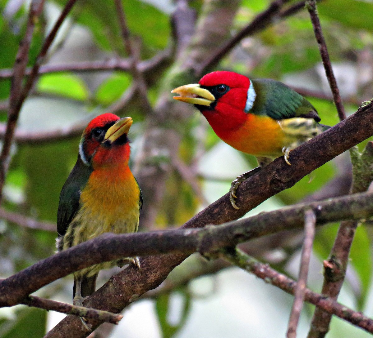 Red-headed Barbet - Gustavo A. Rodriguez