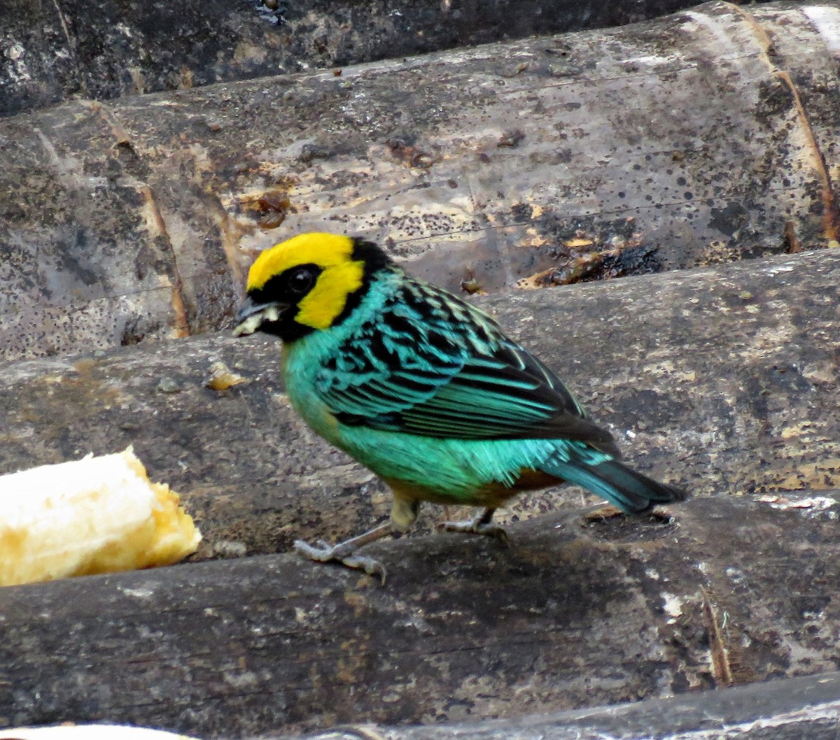 Saffron-crowned Tanager - ML205420201