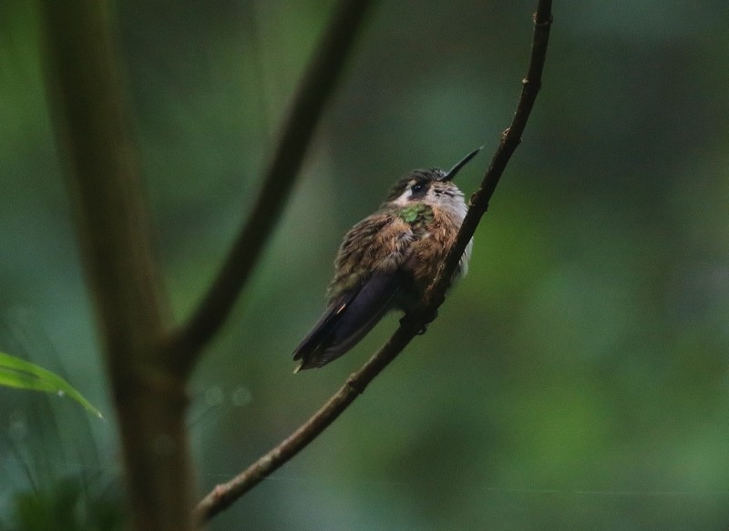 Speckled Hummingbird (melanogenys Group) - ML205420241