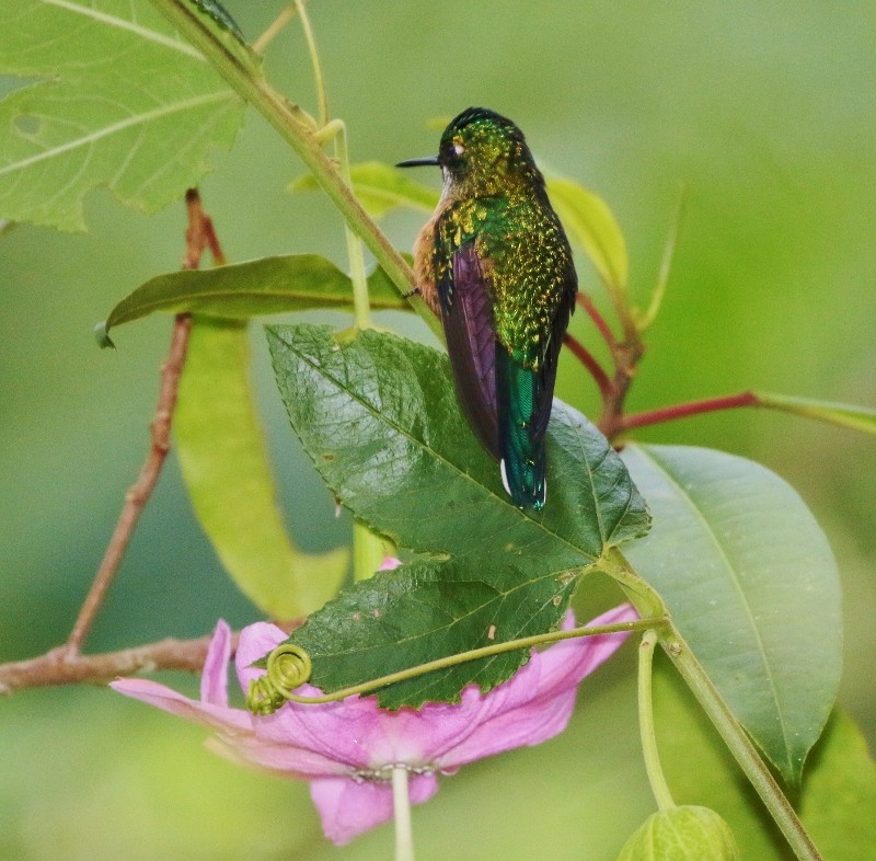 Long-tailed Sylph - ML205420261